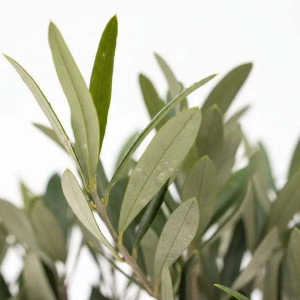 Dettaglio foglie verde argento di olivo bonsai con rami sottili su sfondo bianco