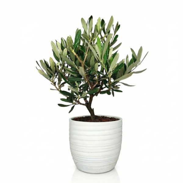Olivo Bonsai Vaso di Ceramica Bergamo Altezza Pianta 40 cm
