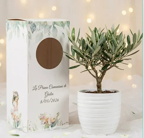 Olivo miniatura bomboniera comunione battesimo