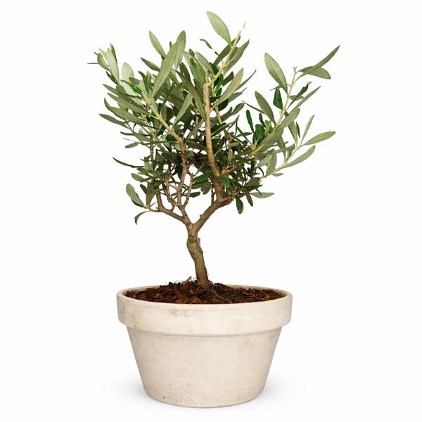 Olivo Bonsai Vaso in Terracotta GranitAltezza Pianta 40 cm