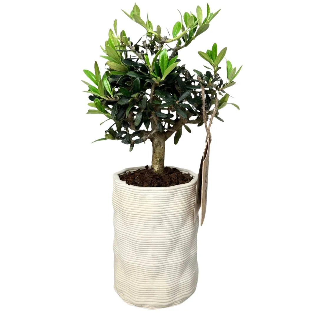 Bonsai olivo in vaso andromeda con scatola regalo