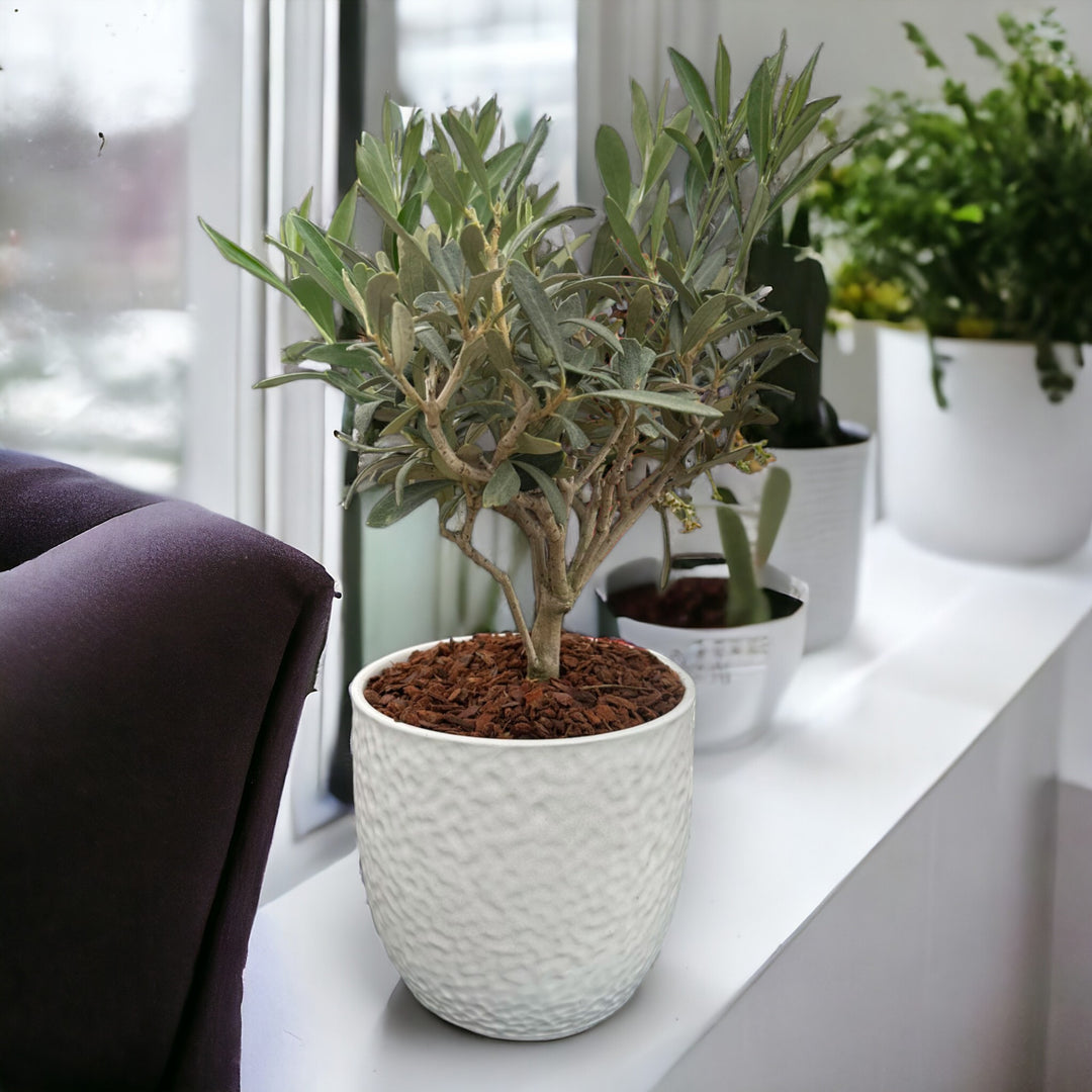 olivo alberello in vaso ceramica bianco poggiato su davanzale finestra casa , sullo sfondo altre piante 