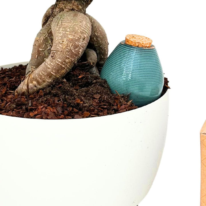 Olla Romana in Terracotta , Irrgigazione piante - i Giardini di Giulia