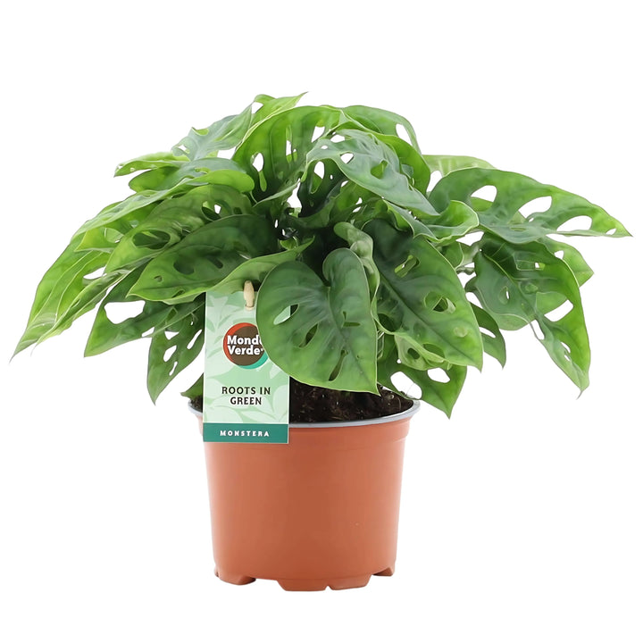 Monstera Adansonii in vaso di coltivazione arancione, foglie forate verde brillante – pianta tropicale da interno