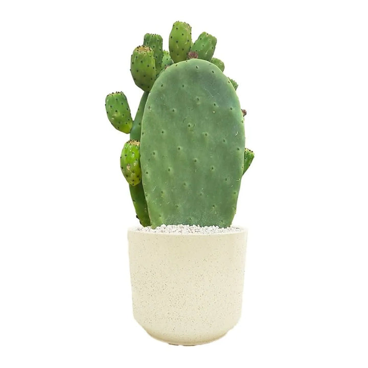 Pianta di Opuntia Fico d’India in vaso di ceramica chiara, vista frontale.