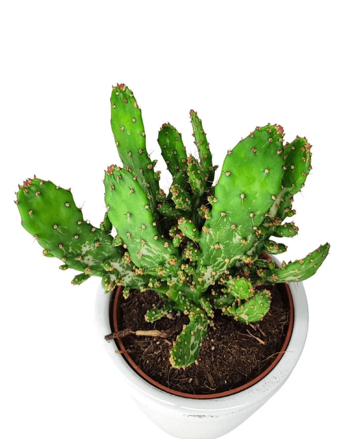 Opuntia Tuna compatta con pale verdi punteggiate, vista dall’alto

