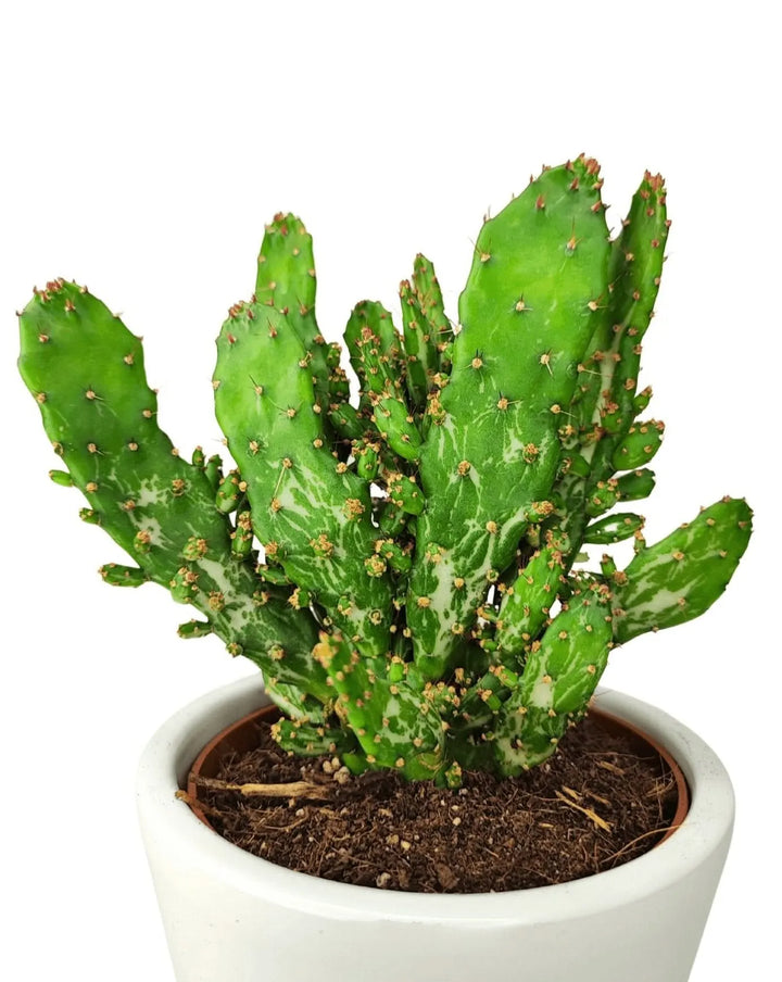 Pianta grassa Opuntia Tuna in vaso bianco, vista laterale ravvicinata