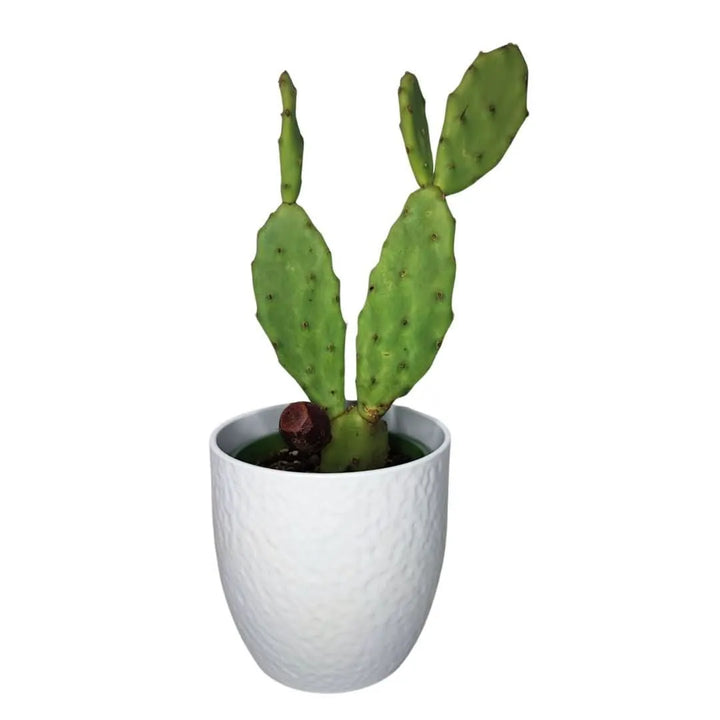 Opuntia Vulgaris in vaso da 14 cm, altezza 40 cm – pianta grassa decorativa

