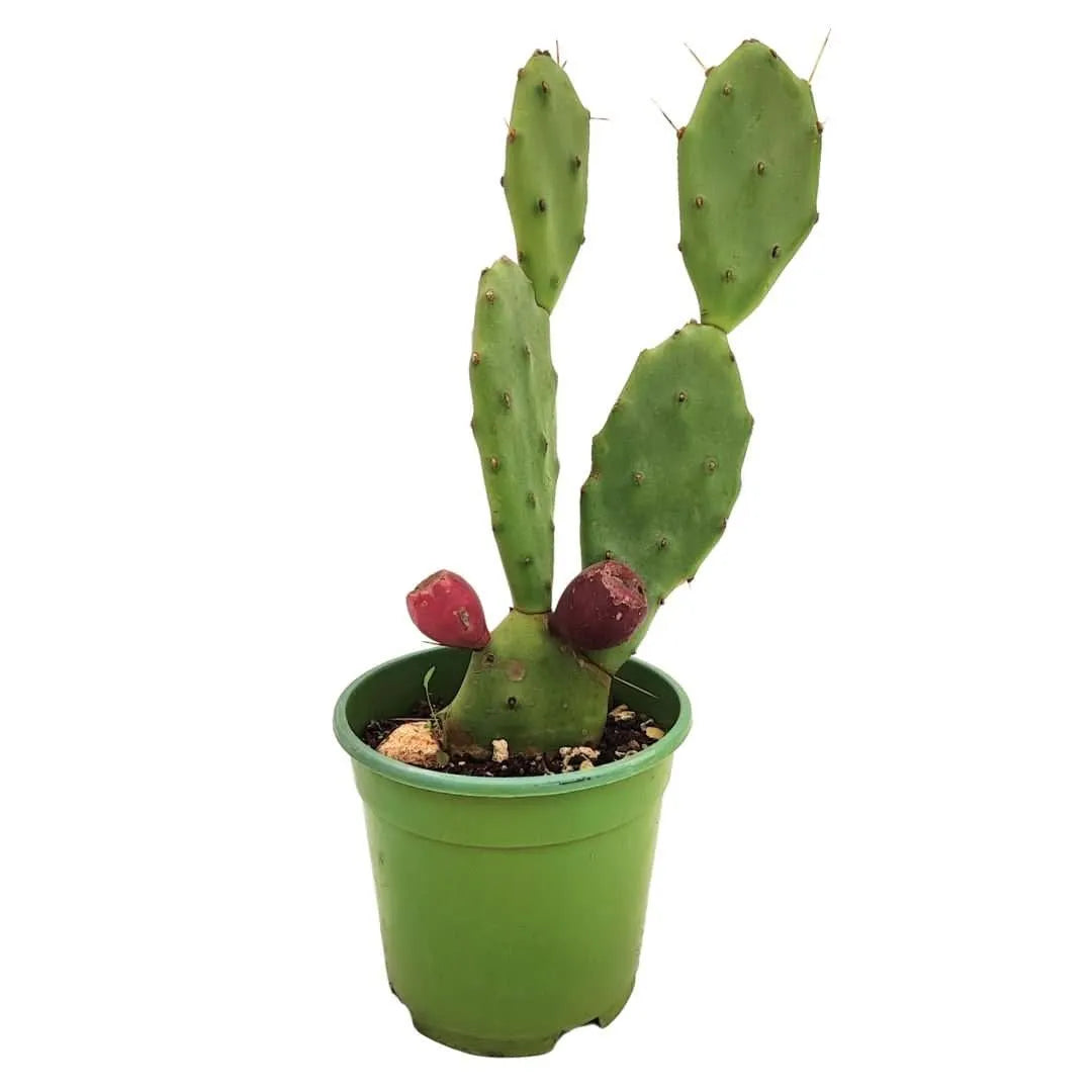 Dettaglio delle pale di Opuntia Vulgaris con frutti ornamentali rossi

