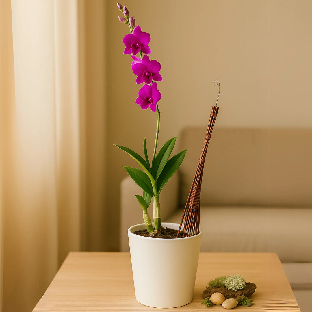 Orchidea Dendrobium fucsia in fiore con tutore decorativo in rattan, in vaso bianco moderno su tavolino in salotto minimal. Pianta tropicale da interno, ideale per arredamento elegante e naturale.