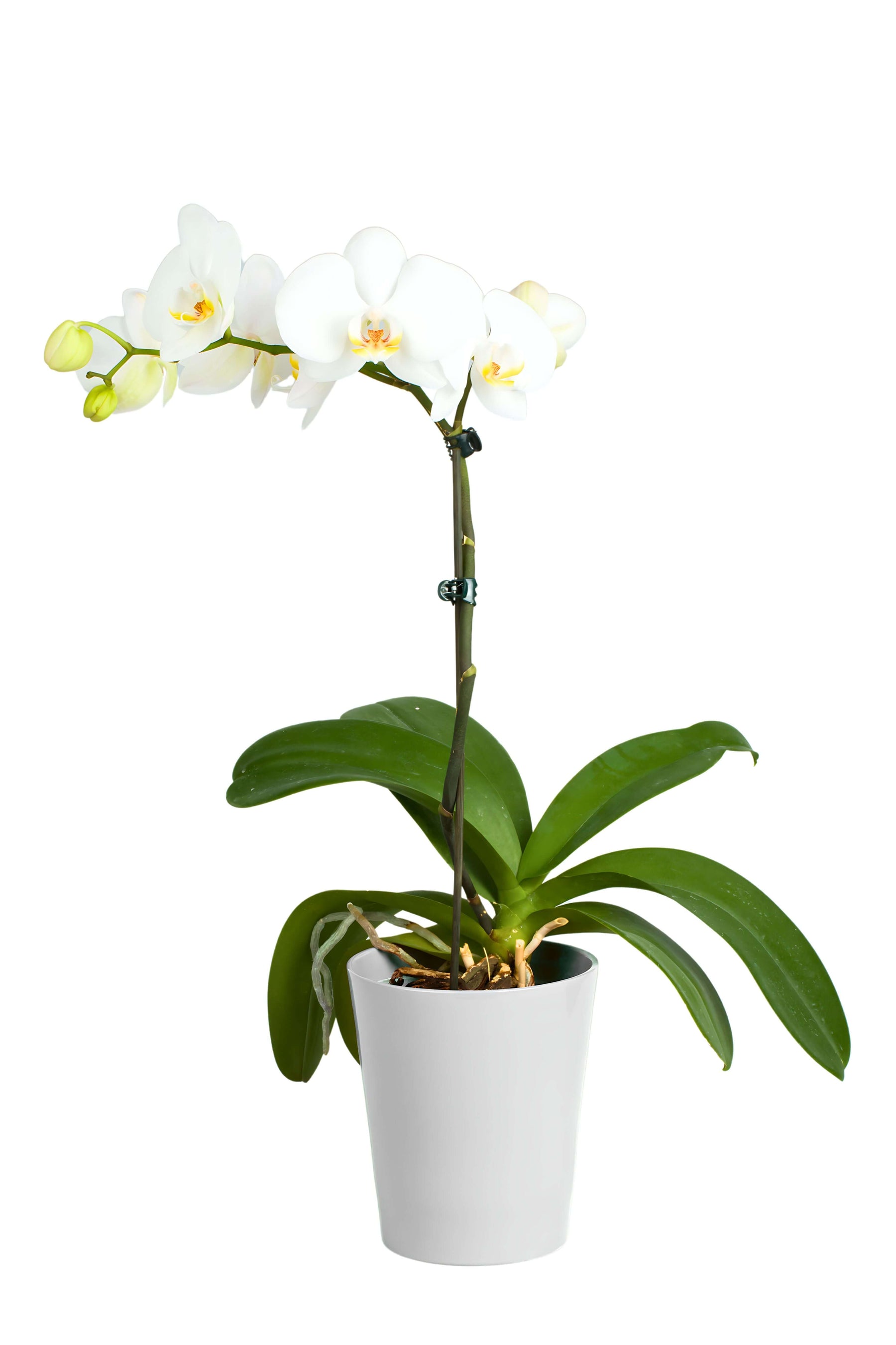 Kalapanta Vaso per Orchidee trasparente in plastica con Fori Drenaggio e Sottovaso - Diametro 14 cm (Confezione singola Kalapanta Vaso per Orchidee trasparente in plastica con Fori Drenaggio e Sottovaso - Diametro 14 cm (Confezione singola