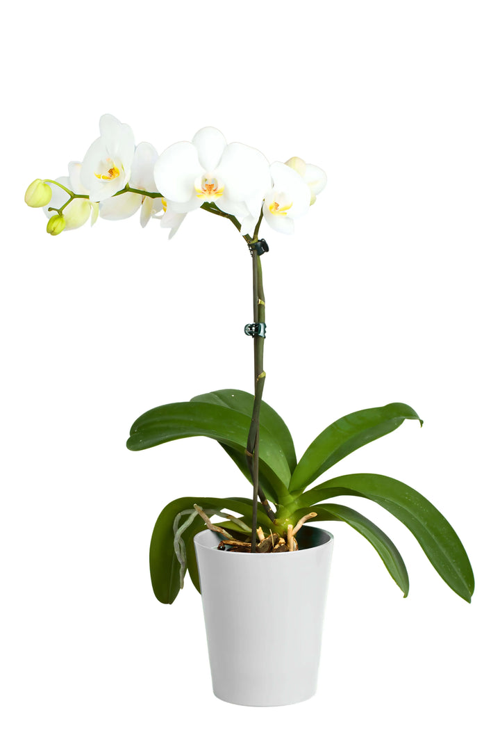 Orchidea Phalaenopsis bianca in vaso di ceramica bianco, pianta da interno alta 70 cm con fioritura elegante – I Giardini di Giulia