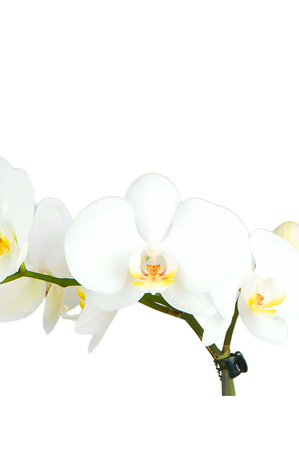 Dettaglio fiori bianchi di orchidea Phalaenopsis con labello giallo, varietà elegante per ambienti interni – I Giardini di Giulia