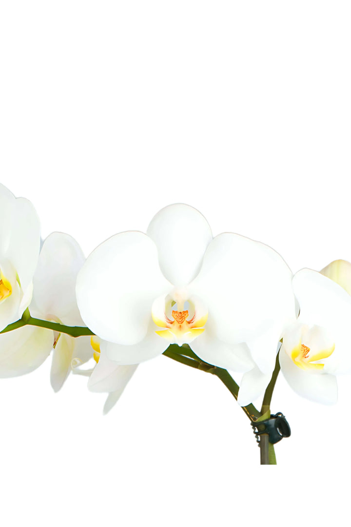 Dettaglio fiori bianchi di orchidea Phalaenopsis con labello giallo, varietà elegante per ambienti interni – I Giardini di Giulia