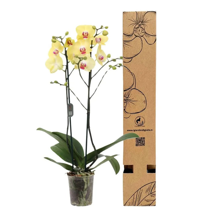 Orchidea Phalaenopsis gialla doppio ramo con vaso trasparente da 12 cm e confezione regalo personalizzata de I Giardini di Giulia – pianta da interno elegante pronta per la spedizione.