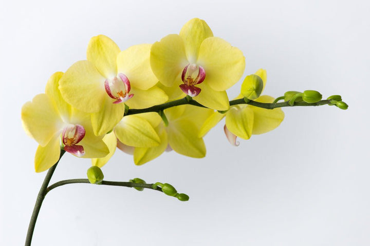 ORCHIDEA PHALAENOPSIS GIALLO D. 12 DOPPIO RAMO - i Giardini di Giulia