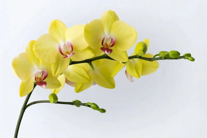 Primo piano di fiori di orchidea Phalaenopsis gialla con labello rosa intenso – dettaglio della fioritura elegante ideale per arredare ambienti interni.