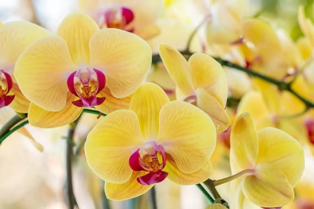 Dettaglio di infiorescenze di orchidea Phalaenopsis gialla con labello fucsia – fiori eleganti ideali per decorazioni floreali e ambienti raffinati.