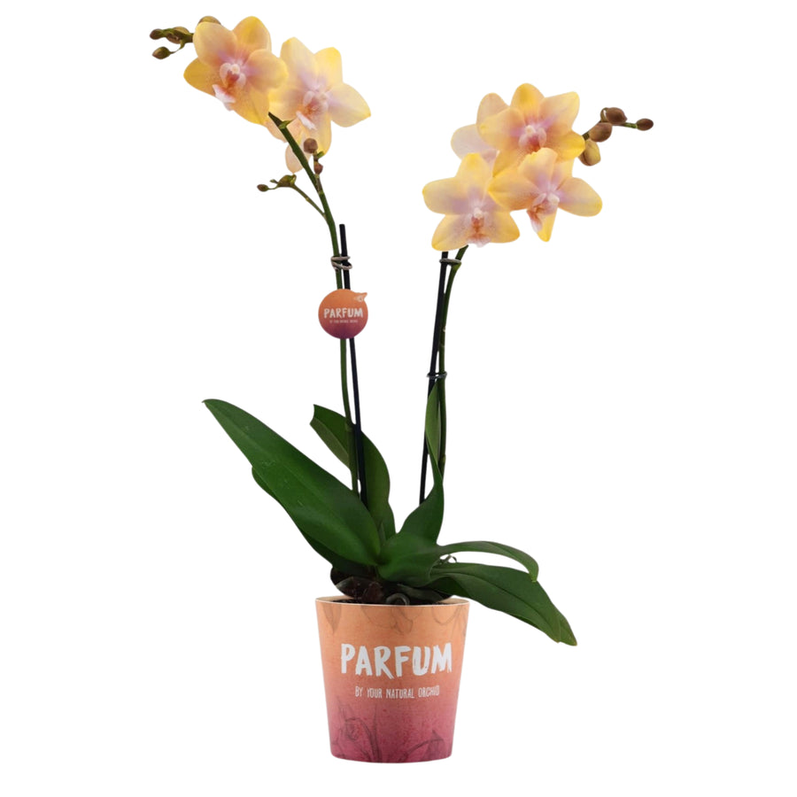 Orchidea Phalaenopsis profumata in vaso decorativo con fiori gialli sfumati e stelo doppio