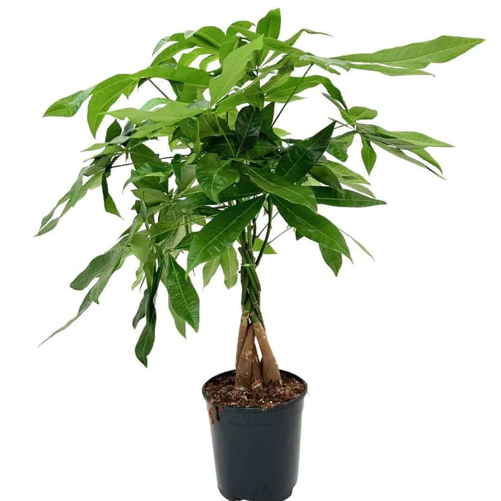 pianta di pachira aquatica intreccata con foglie verdi e vaso in plastica nero 