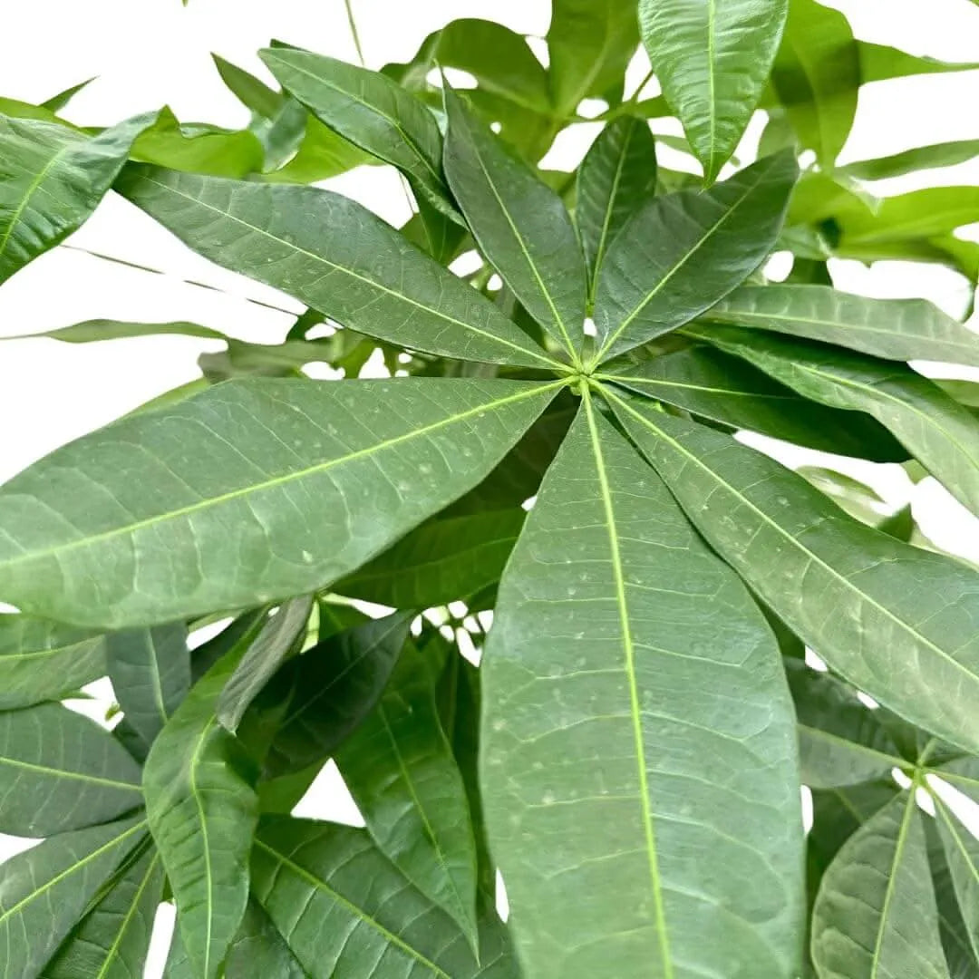 foglia di pachira aquatica intrecciata colore verde intenso 