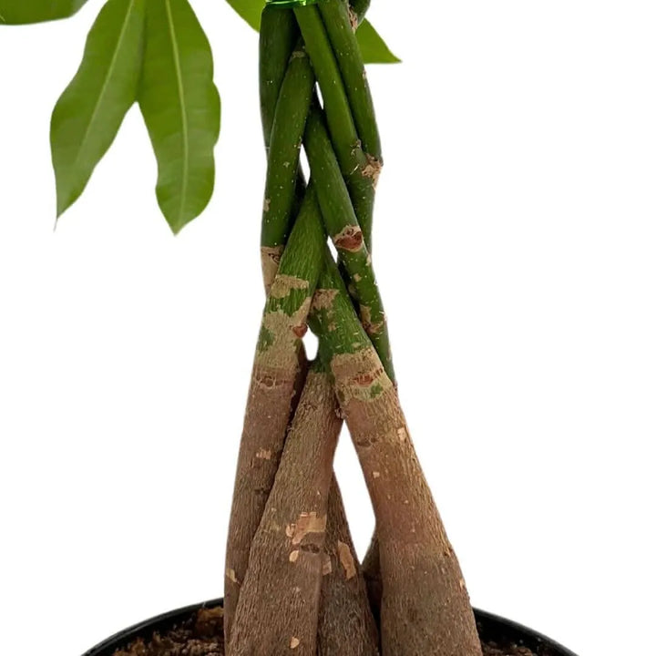 primo piano del tronco intreccato della pachira aquatica