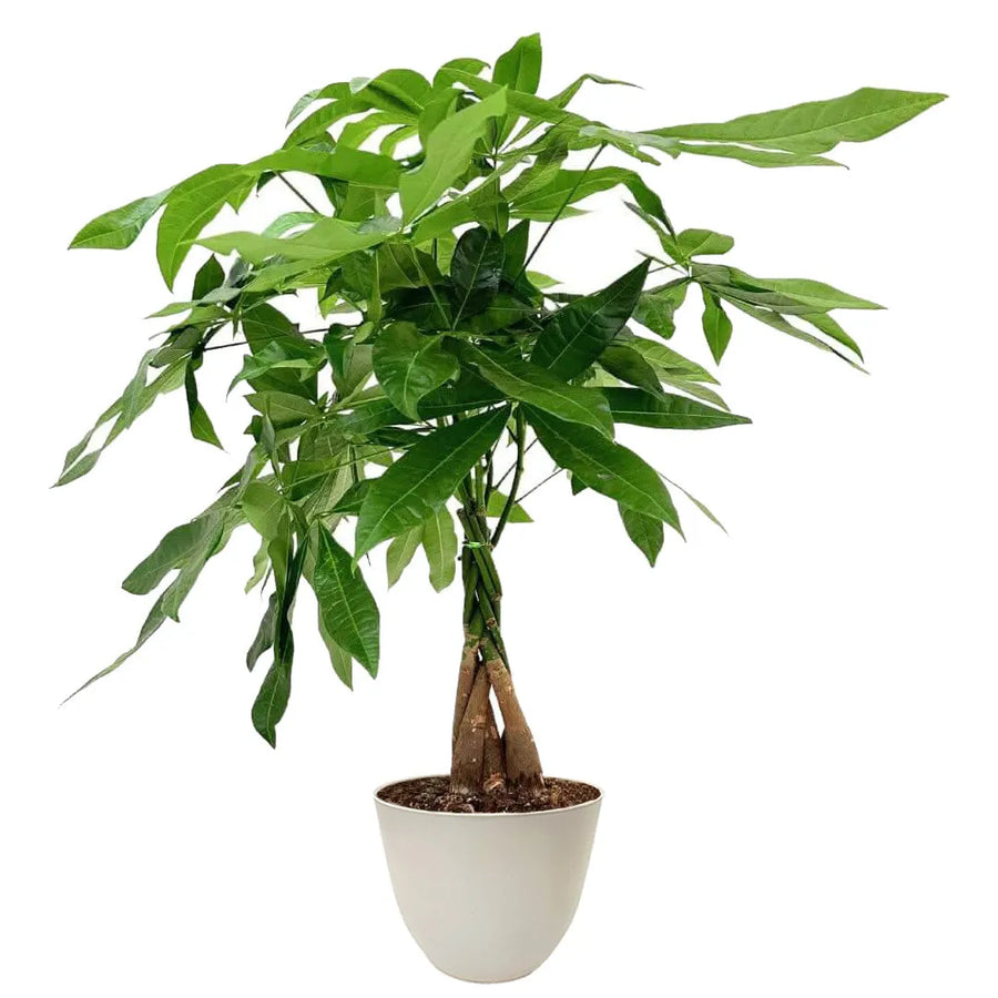 Pianta con tronchi intrecciati spessi e foglie verdi a cinque lobi, inserita in vaso color avorio.