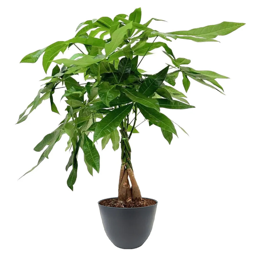 Pachira con base intrecciata e chioma folta di foglie lucide, in vaso di colore antracite.