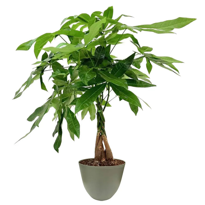 Pianta con tre tronchi intrecciati e foglie palmate allungate, collocata in un vaso verde opaco.