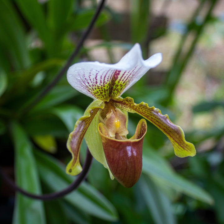 Paphiopedilum American d. 12 cm - i Giardini di Giulia