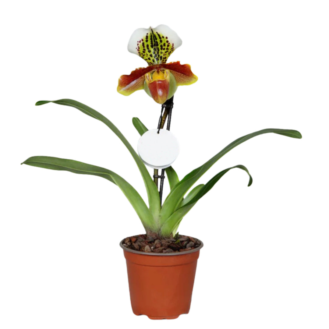 Paphiopedilum American d. 12 cm - i Giardini di Giulia