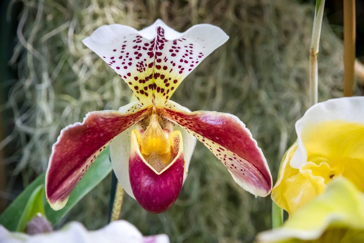 Paphiopedilum American d. 12 cm - i Giardini di Giulia