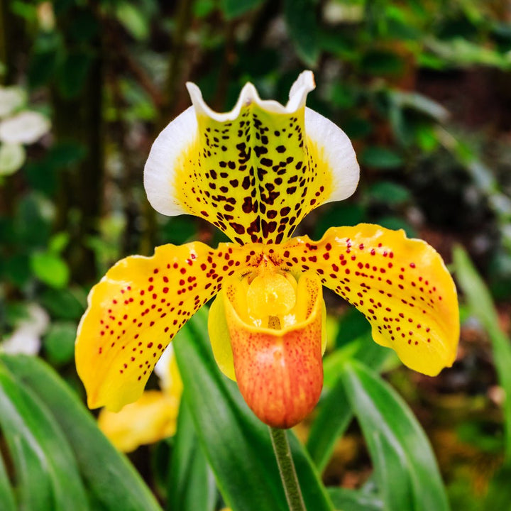 Paphiopedilum American d. 12 cm - i Giardini di Giulia