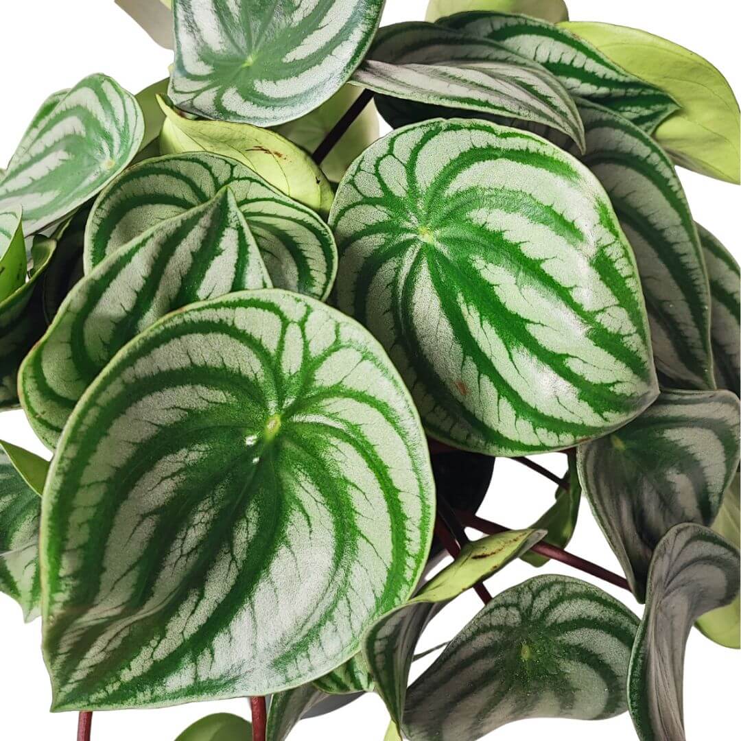 Peperomia argyreia - i Giardini di Giulia