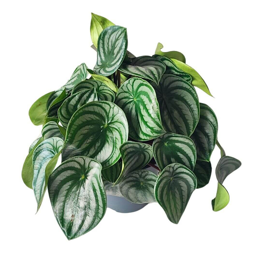 Peperomia argyreia - i Giardini di Giulia