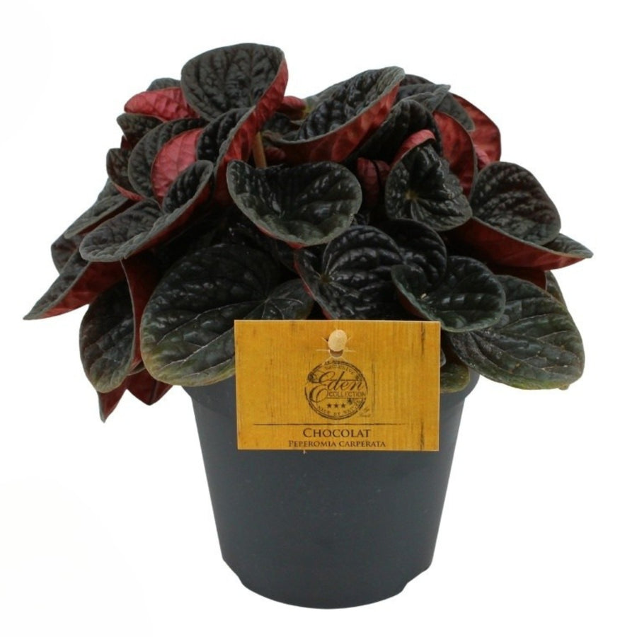 Pianta Peperomia caperata 'Chocolate' in vaso nero con etichetta Eden Collection, foglie scure e arricciate con sfumature bordeaux.