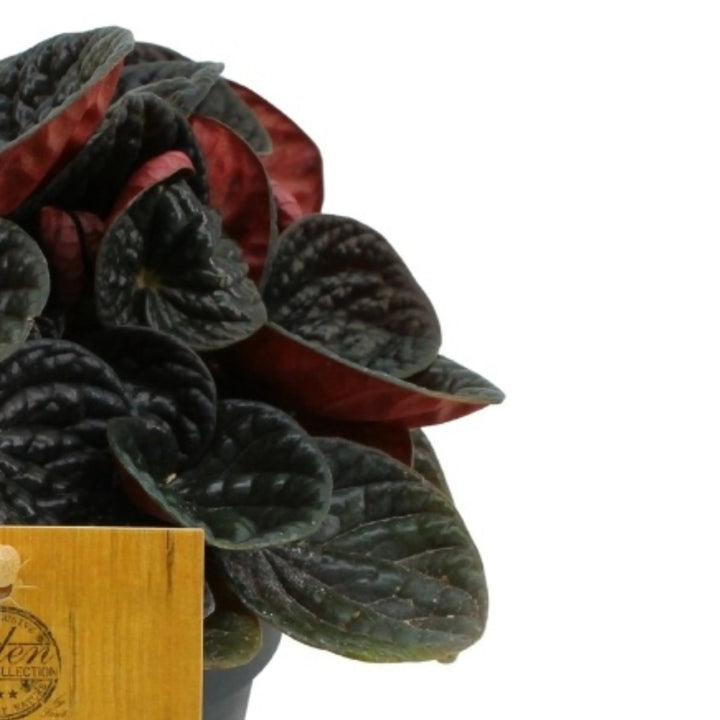Dettaglio ravvicinato delle foglie ondulate della Peperomia caperata 'Chocolate', con tonalità marrone scuro e rossa sul retro.
