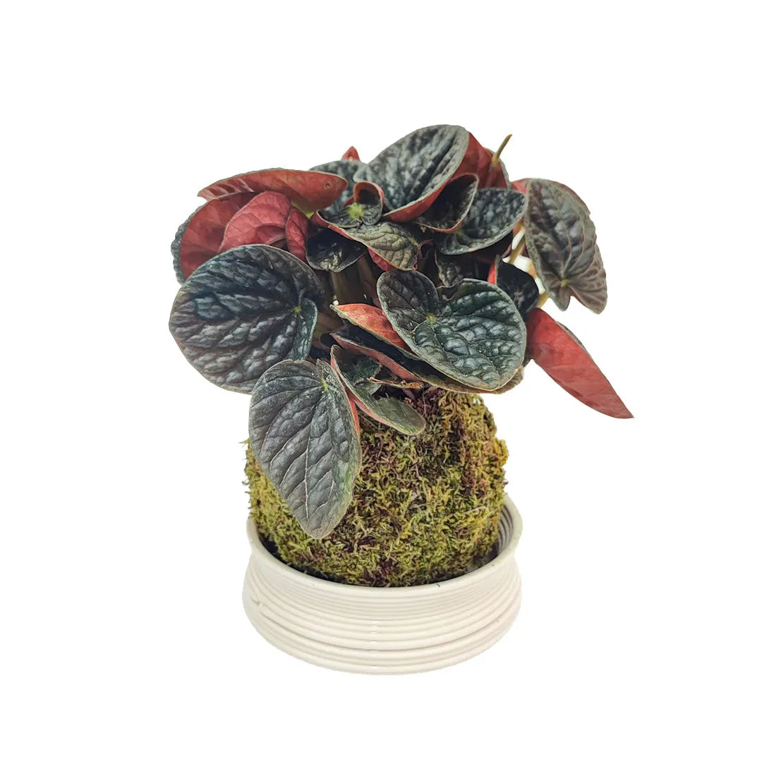 Kokedama di peperomia chocolat - i Giardini di Giulia 