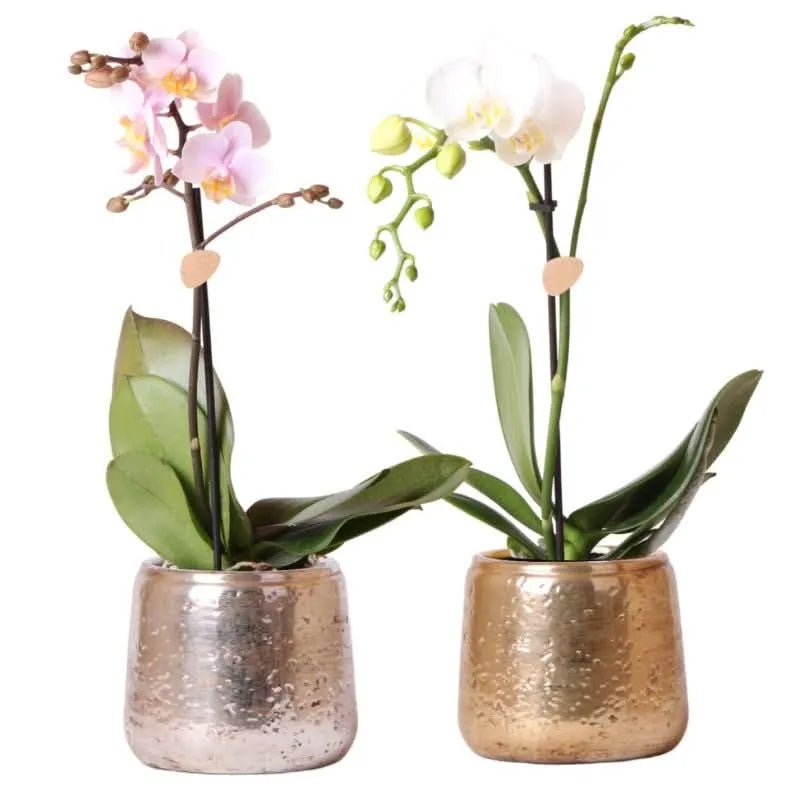Phalaenopsis Kolibri in Luxury Pot - i Giardini di Giulia