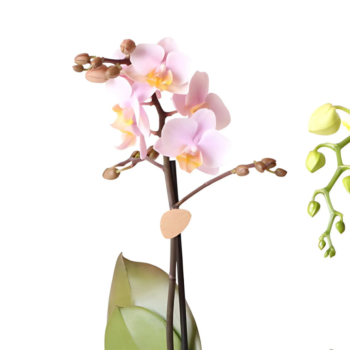 Phalaenopsis Kolibri in Luxury Pot - i Giardini di Giulia