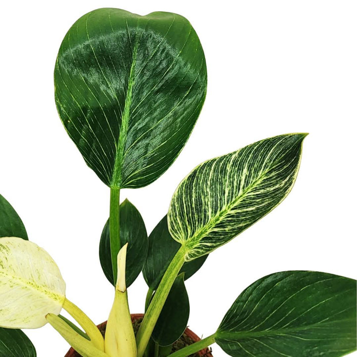 Philodendron Birkin – Idrocoltura con Cono in Terracotta - i Giardini di Giulia