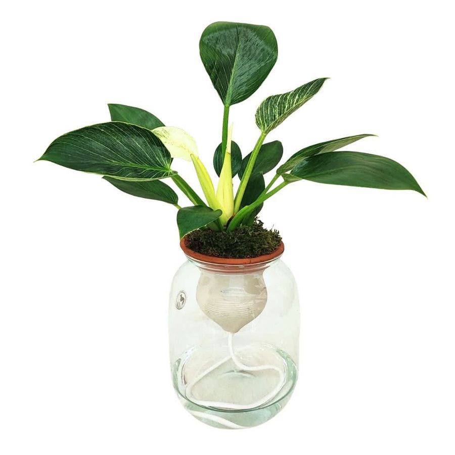Philodendron Birkin – Idrocoltura con Cono in Terracotta - i Giardini di Giulia