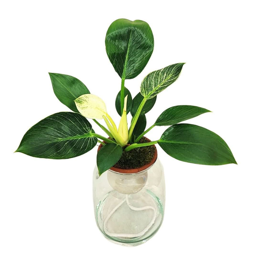 Philodendron Birkin – Idrocoltura con Cono in Terracotta - i Giardini di Giulia