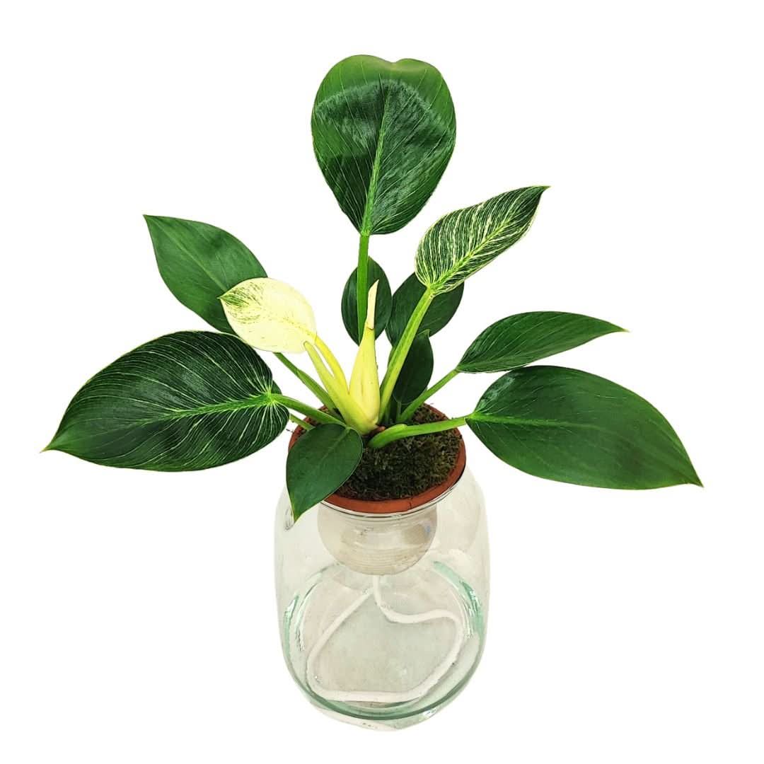 Philodendron Birkin – Idrocoltura con Cono in Terracotta - i Giardini di Giulia