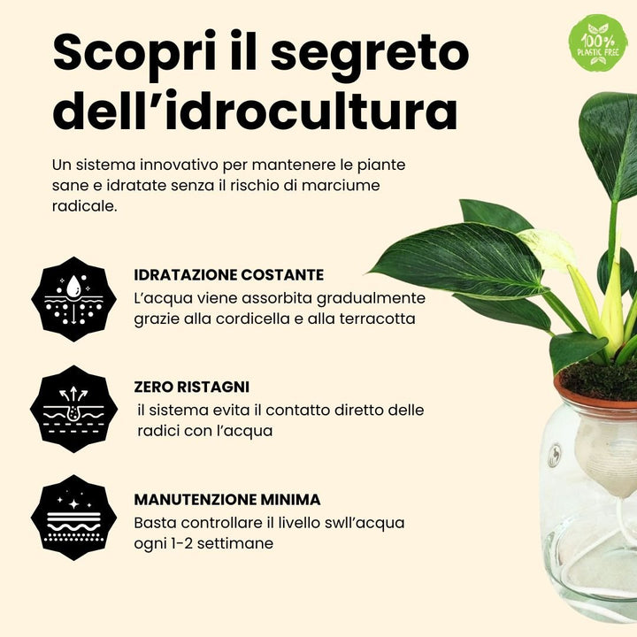 Philodendron Birkin – Idrocoltura con Cono in Terracotta - i Giardini di Giulia