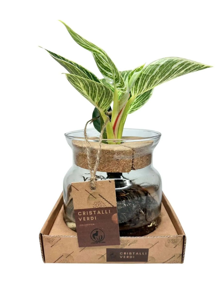 Philodendron Birkin in vaso di vetro con etichetta Cristalli Verdi

