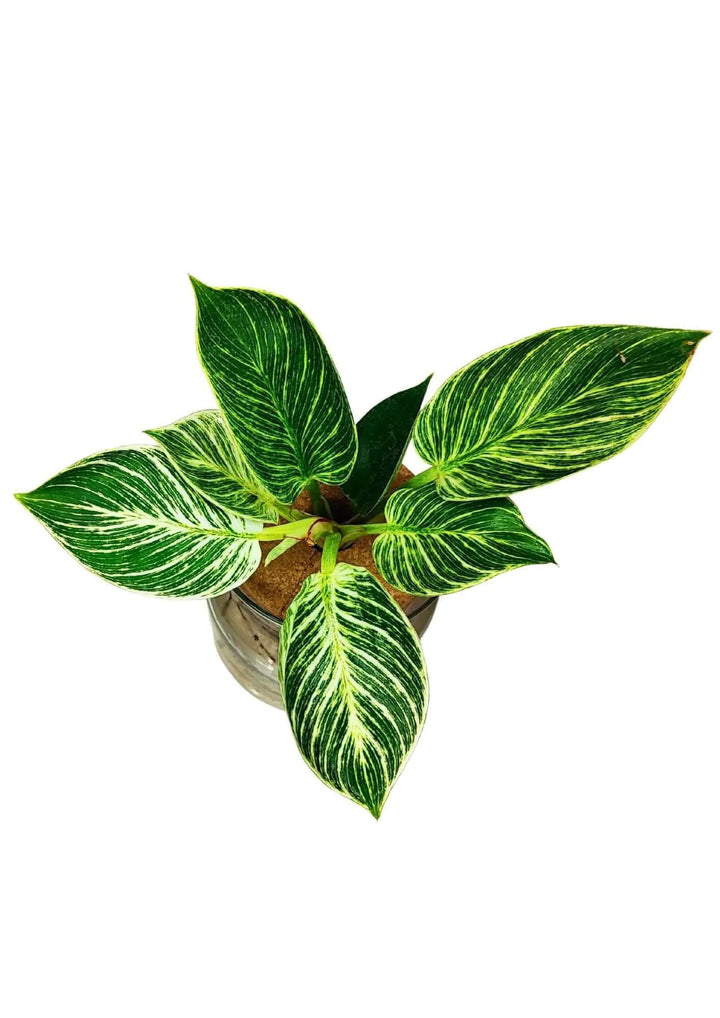 Philodendron Birkin fotografato dall’alto, foglie variegate verde e bianco

