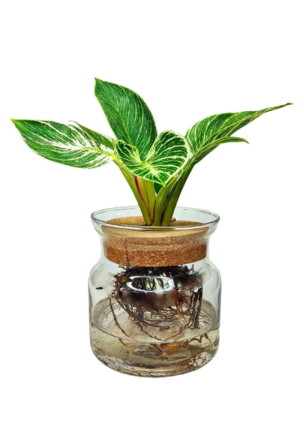 Vista laterale del Philodendron Birkin con radici visibili in idrocoltura

