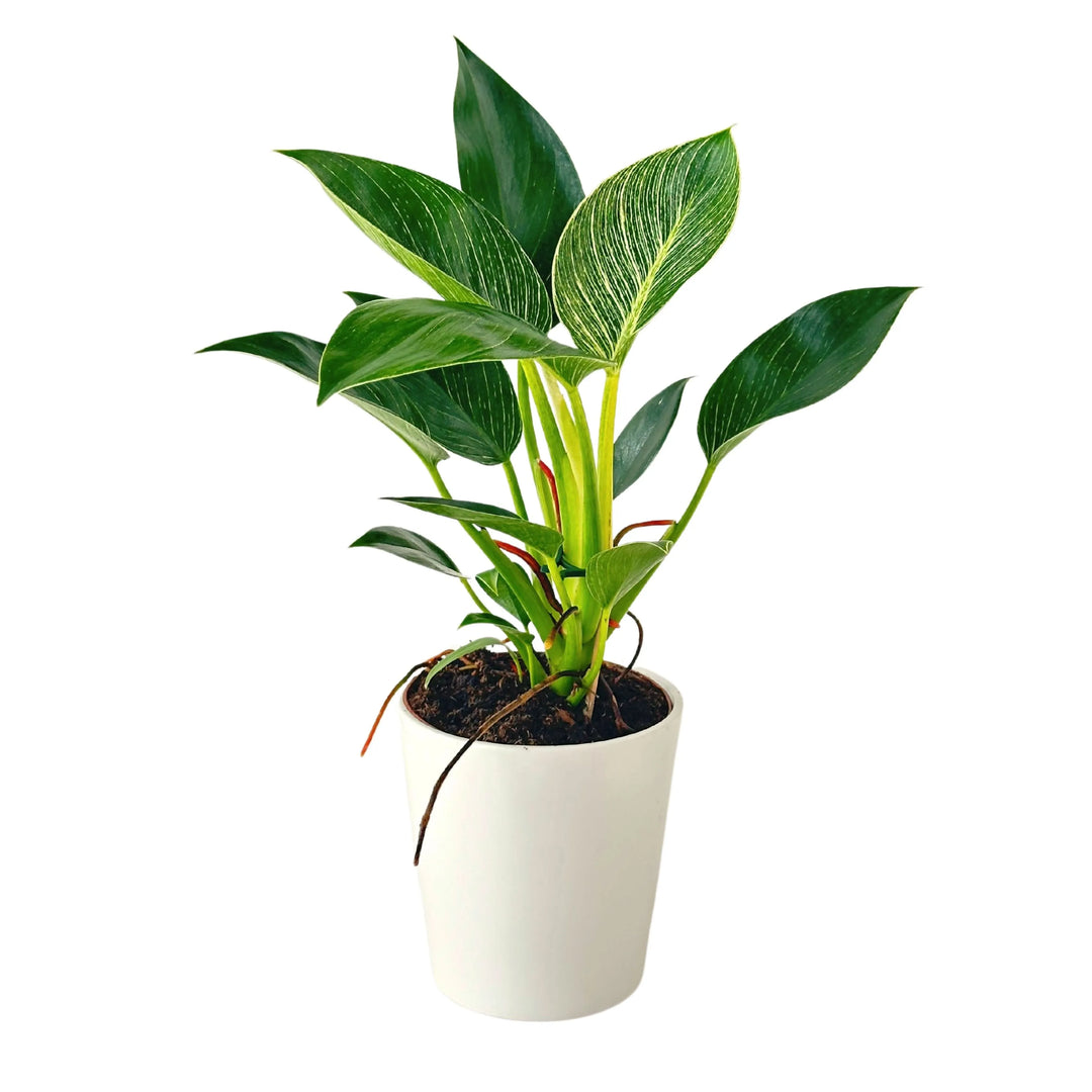 Philodendron Birkin in vaso di ceramica bianca con foglie variegate verde scuro e striature bianche, pianta da interno decorativa alta 35 cm.
