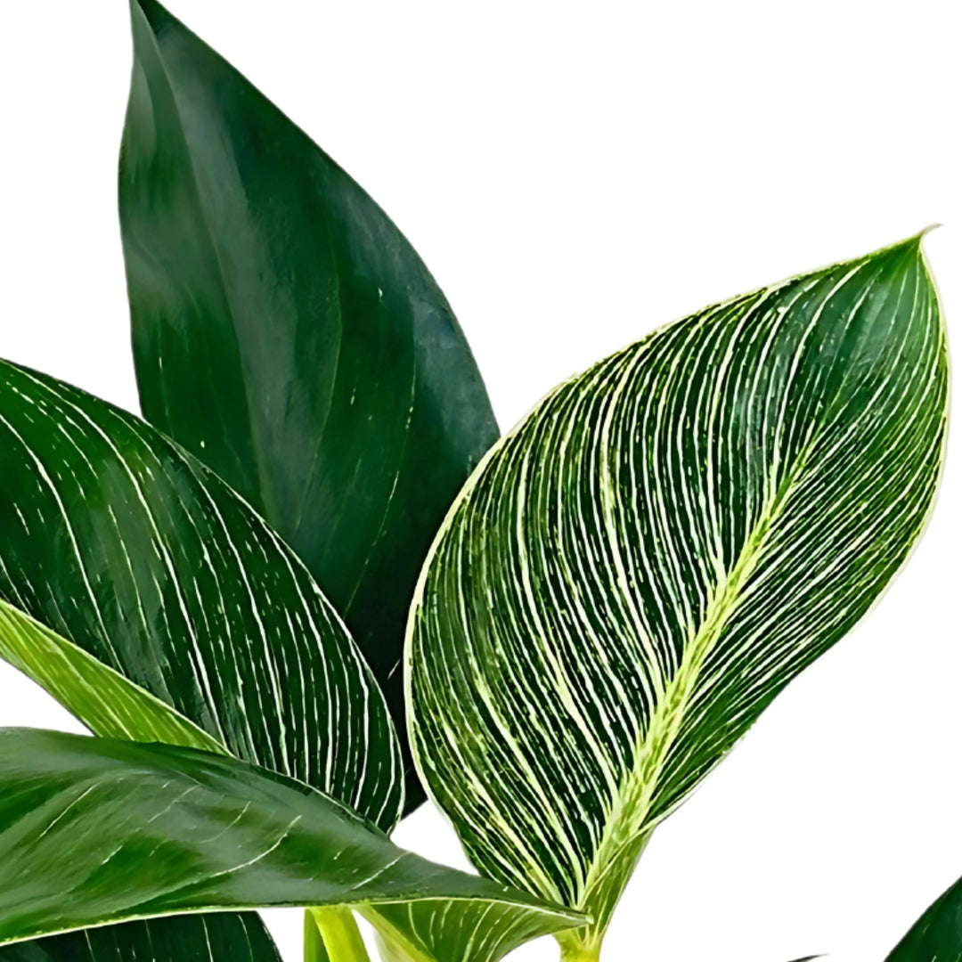 Dettaglio dall’alto delle foglie del Philodendron Birkin – variegature bianche su sfondo verde intenso, pianta decorativa da interno in vaso 12 cm.